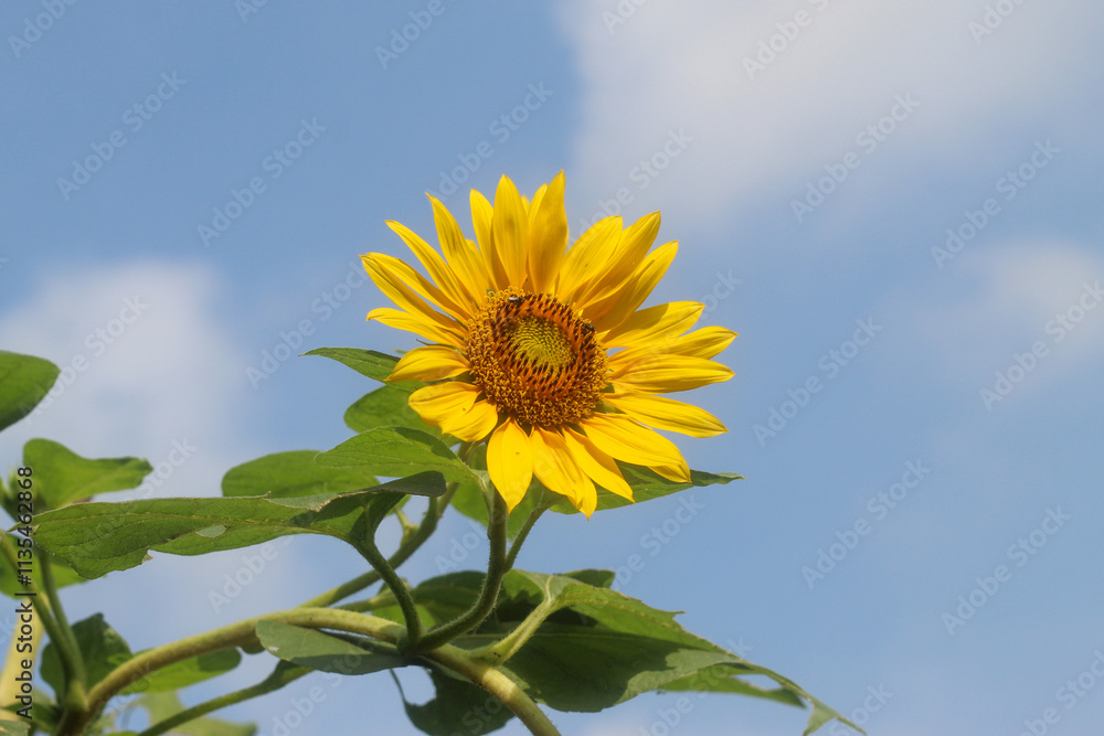 beautiful flowers of sunflowers on a clear sky background. Helianthus annuus beautiful flowers of sunflowers on a clear sky background. Helianthus annuus