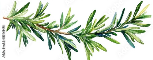 A detailed illustration of a green herb branch showcasing its vibrant leaves and natural beauty.