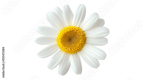 A daisy flower isolated on a white background, ideal for packaging design.