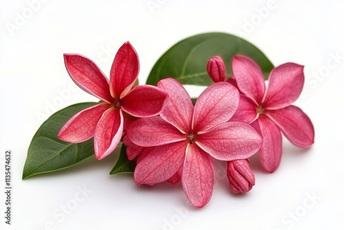 Vibrant red west indian jasmine flowers showcasing nature s beauty and tropical charm photo