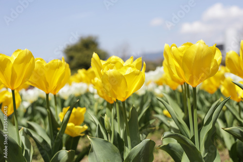 Wallpaper Mural Beautiful tulip flower garden. The Expo 70 Commemorative Park, Osaka, Japan Torontodigital.ca
