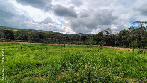 rice field