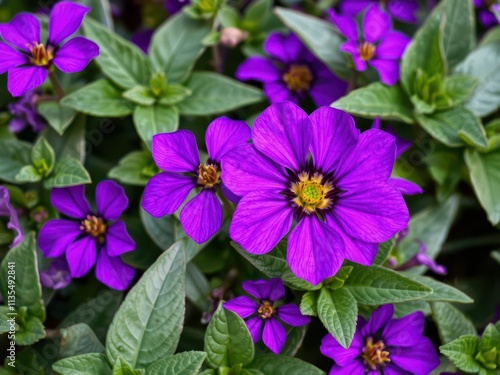 Vibrant purple flower petals and lush green leaves in a garden setting, purple petals, fresh, foliage
