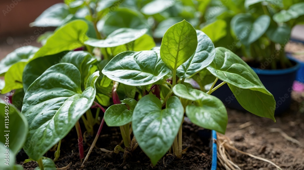 Pui shak or Malabar spinach is growing. Basella alba is an edible perennial climbing plant in the Basellaceae family. Pui shak or Malabar spinach is growing. Basella alba is an edible perennial climbing plant in the Basellaceae family.