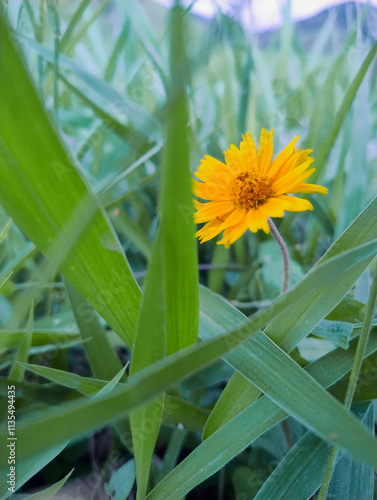 sunflower in the field