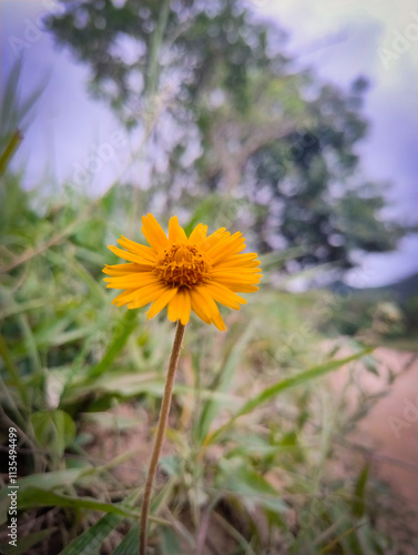 yellow flower on blue sky background