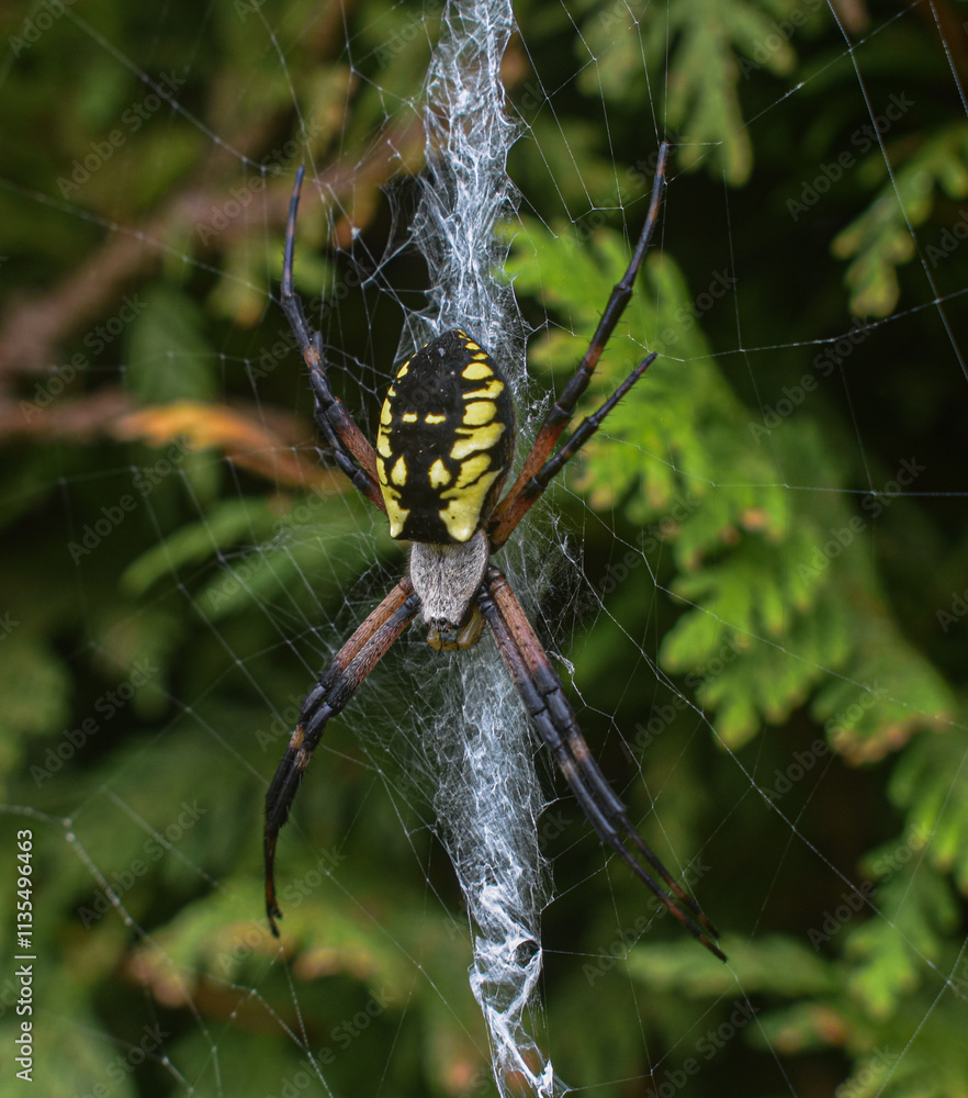 Black and Yellow Garden spider sitting on its web outside. Black and Yellow Garden spider sitting on its web outside.