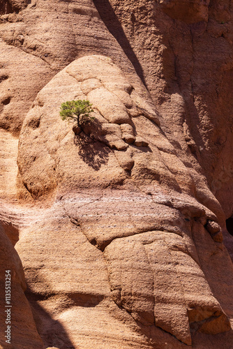 A lone pine tree grows from a crack in the steep wall of the mountain. Red Mountain Trail, near Flagstaff, Arizona.