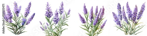 A collection of purple lavender flowering plants arranged artistically, showcasing their vibrant colors and delicate features against a white background.