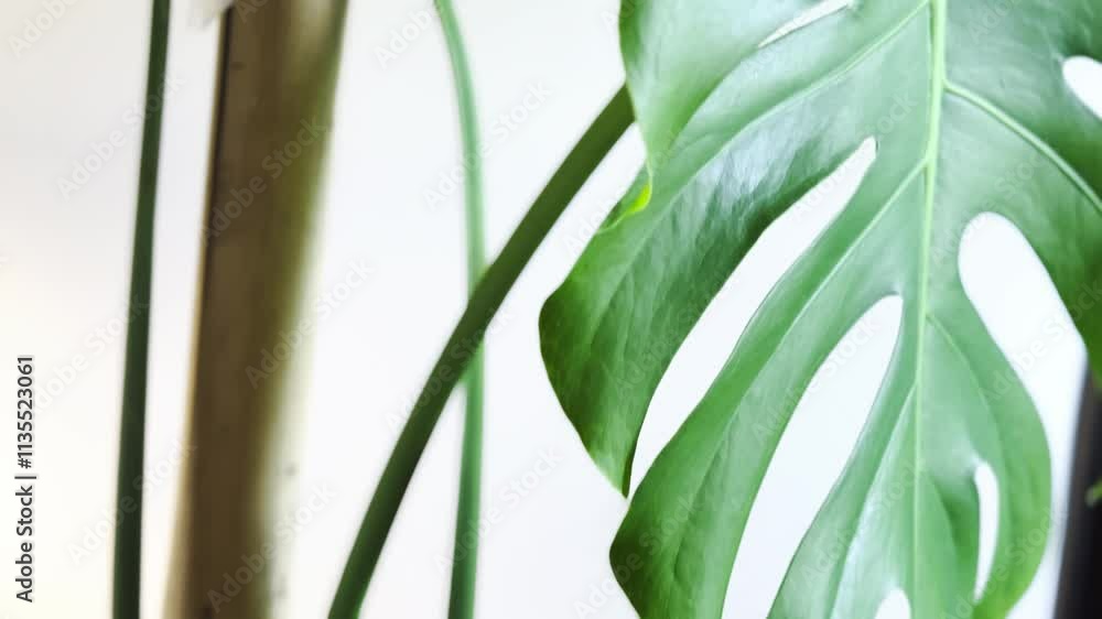 green grass background monstera deliciosa green grass background monstera deliciosa