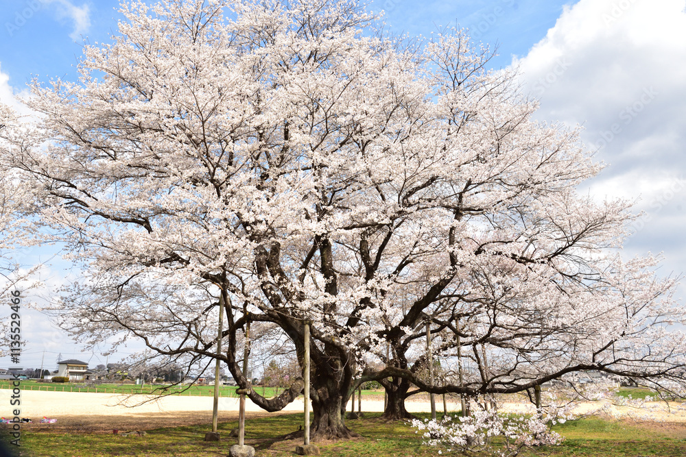 薄墨桜 薄墨桜