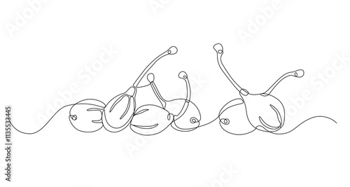 Capers drawn in continuous line in minimalism, tropical plant, unopened flower buds, one line, editable vector contour