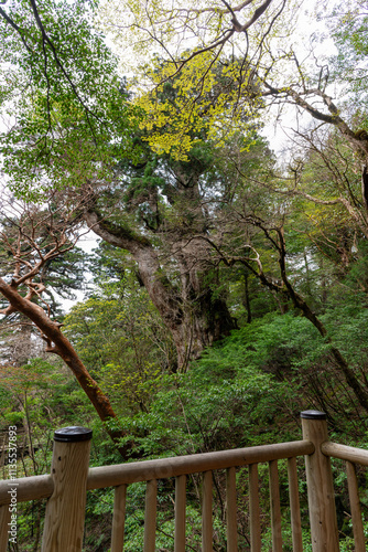 横から見た屋久島の縄文杉