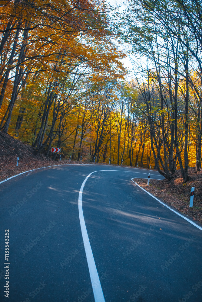 Fototapeta premium beautiful road in the forest .