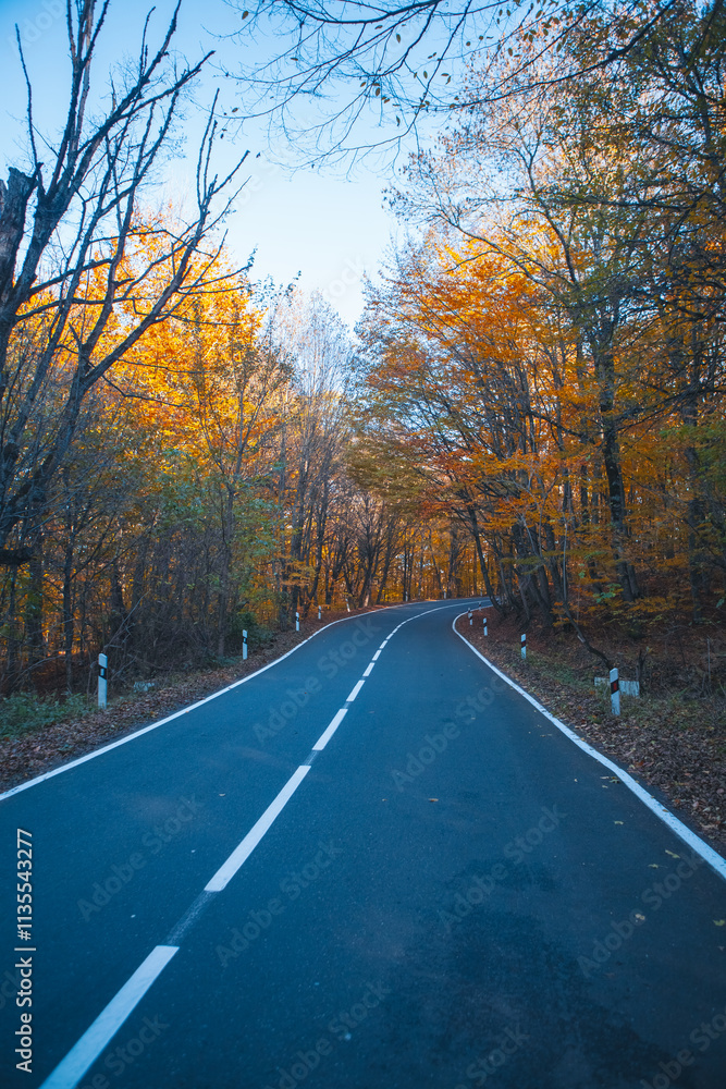 Fototapeta premium beautiful road in the forest .