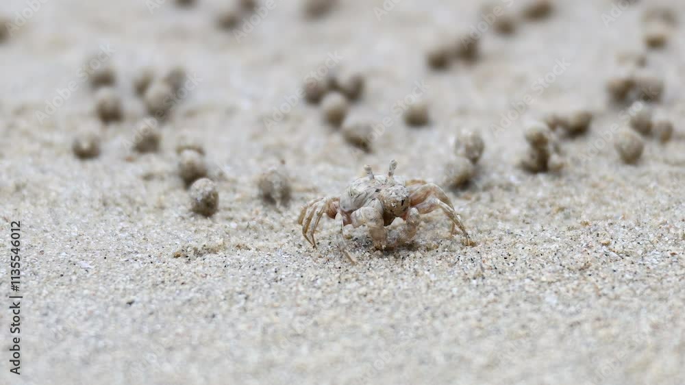 Ghost Crab on Sandy Beach Ghost Crab on Sandy Beach