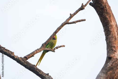 Green parrot sitting on branch, Vibrant parrot on dry tree, Single parrot perched, Indian parrot close-up, Parrot on isolated branch, Tropical parrot wildlife, Green parrot with red beak stock photo

 photo