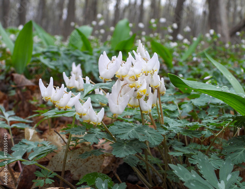 Dicentra cucullaria | Dutchman's Breeches | Native North American Woodland Spring Wildflower photo