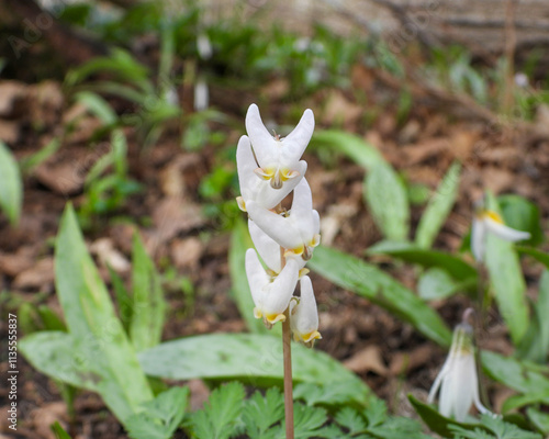 Dicentra cucullaria | Dutchman's Breeches | Native North American Woodland Spring Wildflower photo