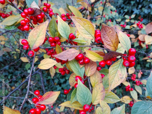 Red berries of Cotoneaster bullatus. Autumn background photo