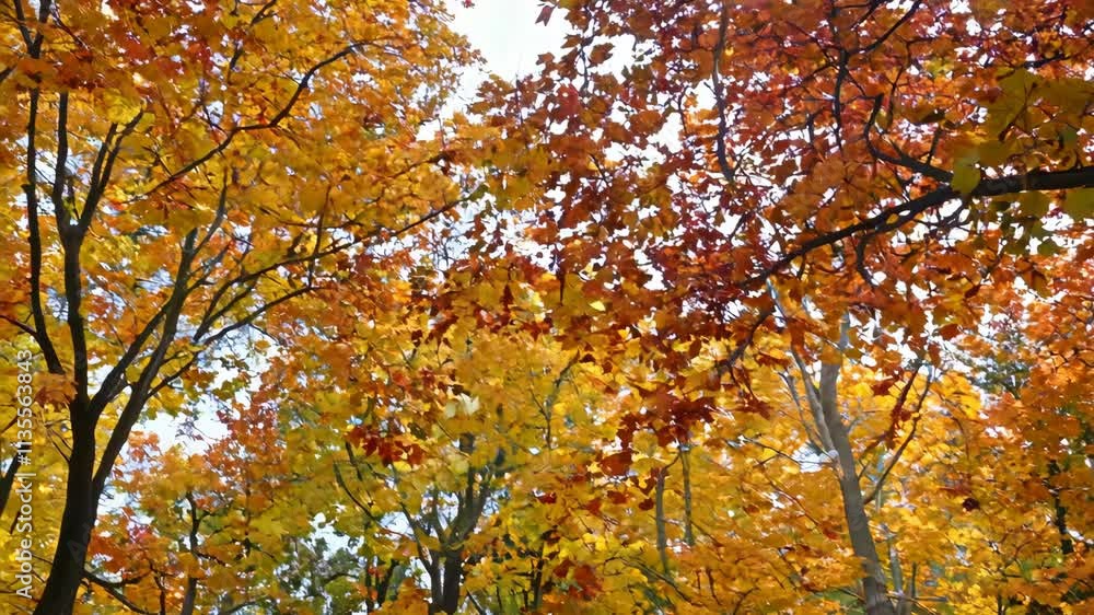 Autumn Leaves Falling in a Park