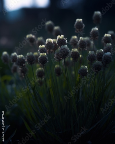 Dark and moody field of thistles photo