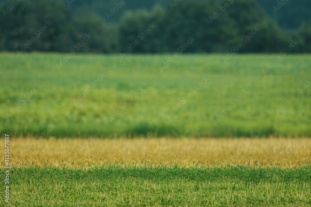 Obraz premium Vibrant countryside landscape with lush green fields