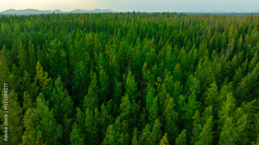 aerial view of dark green pine forest Abundant natural ecosystems of rainforest. Concept of nature forest preservation and reforestation.
aerial view of dark green pine forest Abundant natural ecosystems of rainforest. Concept of nature forest preservation and reforestation.