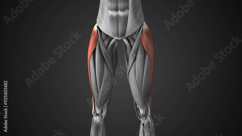 Tableau sur toile Female Tensor Fasciae Latae Muscle Anatomy
