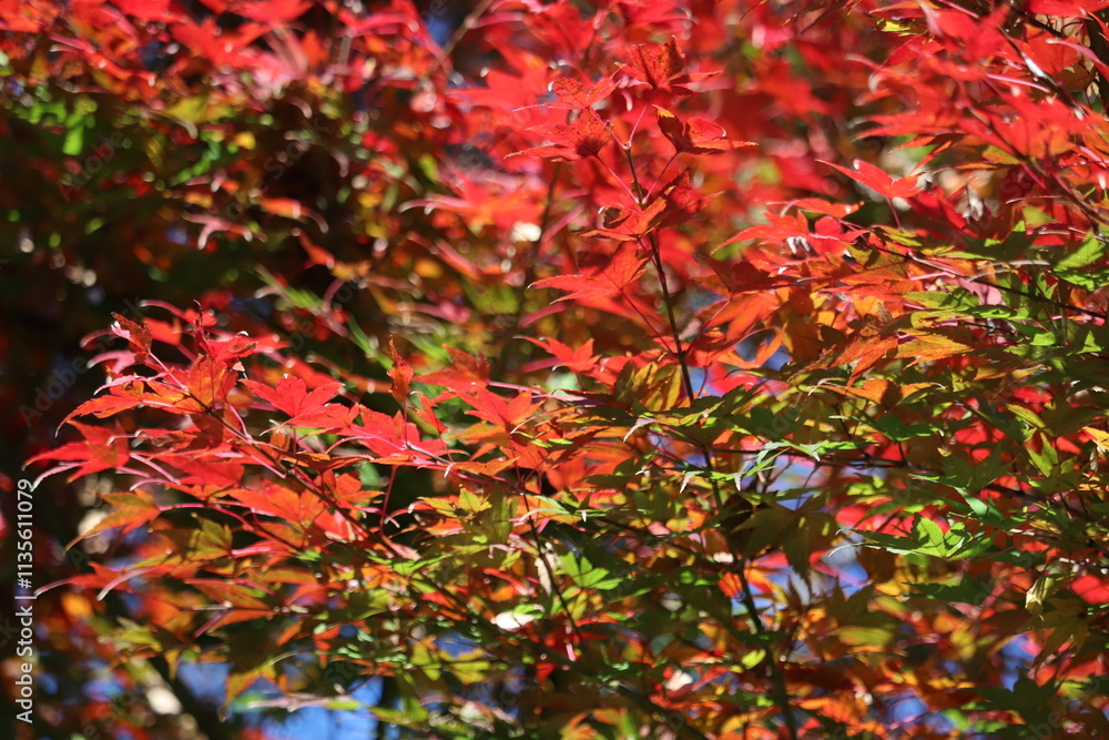 Japanese autumn foliage,Japanese fall colors Japanese autumn foliage,Japanese fall colors