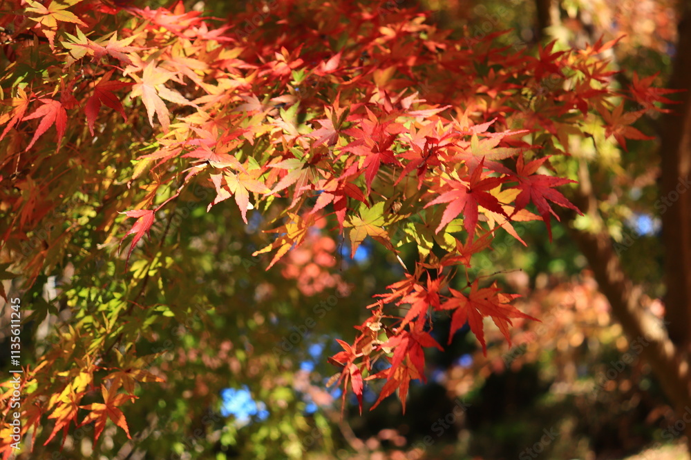 Japanese autumn foliage,Japanese fall colors Japanese autumn foliage,Japanese fall colors