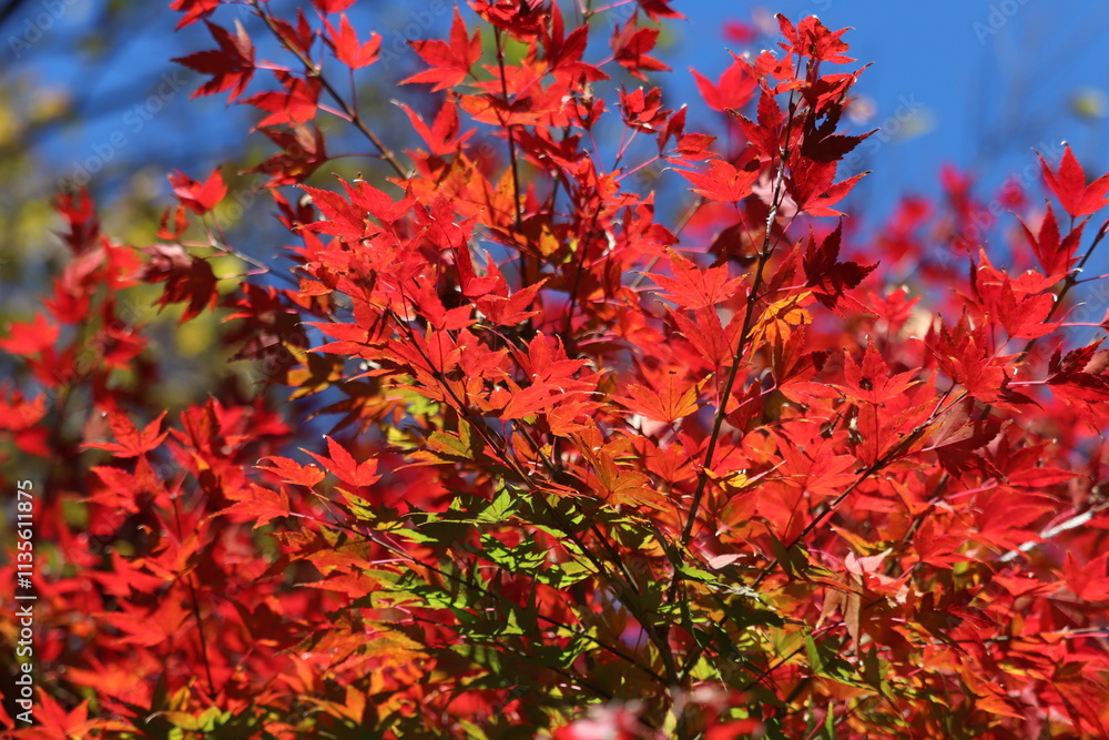 Japanese autumn foliage,Japanese fall colors
Japanese autumn foliage,Japanese fall colors