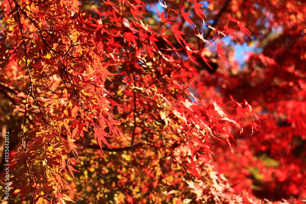Japanese autumn foliage,Japanese fall colors Japanese autumn foliage,Japanese fall colors
