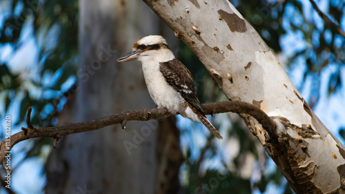 Kookaburra sits in an old gum tree