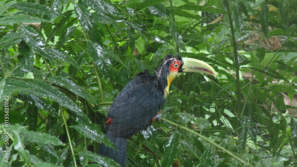 Fototapeta premium Tucano tomando banho