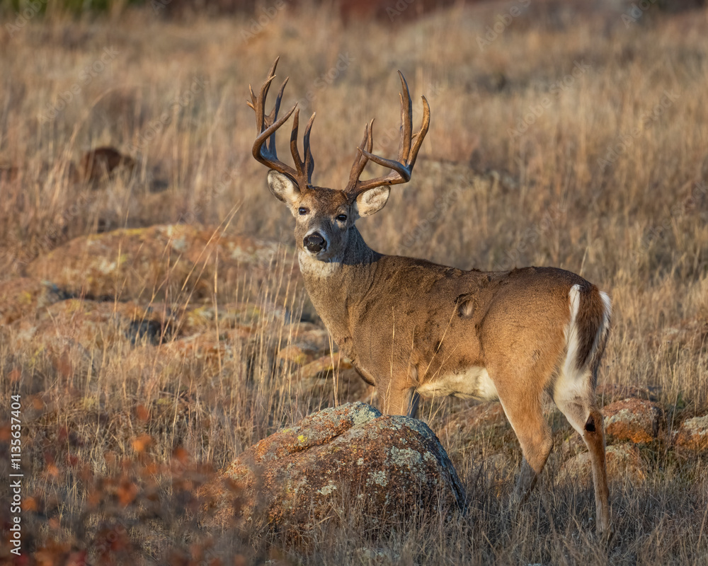 White-tailed Deer Buck in the Wichita Mountains White-tailed Deer Buck in the Wichita Mountains