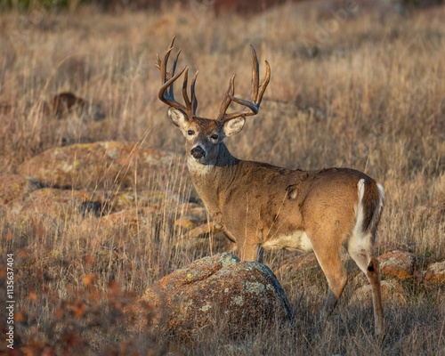 White-tailed Deer Buck in the Wichita Mountains