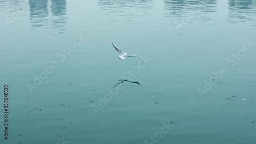 Seagulls in Sanjiang River, Fujiang River, Mianyang, Sichuan, China photo