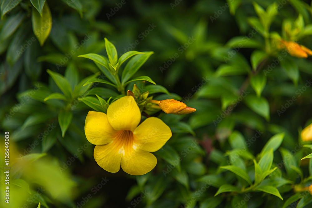 The yellow bell flower in Burma, Allamanda cathartica or Golden Trumpet Flower, is a beautiful golden yellow flower with bright green leaves. The yellow bell flower in Burma, Allamanda cathartica or Golden Trumpet Flower, is a beautiful golden yellow flower with bright green leaves.