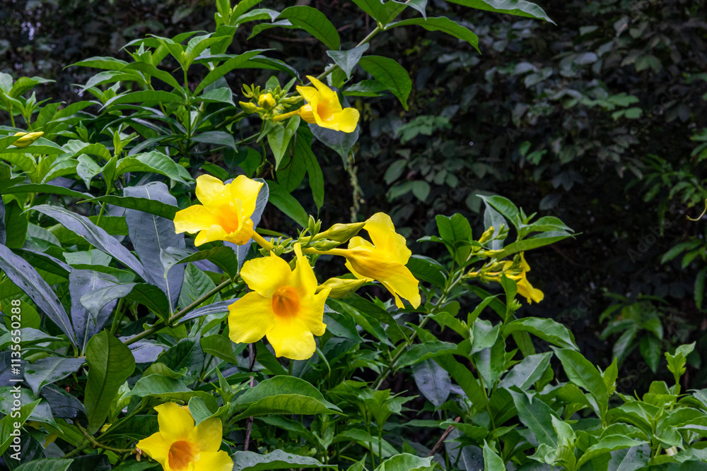 Obraz premium The yellow bell flower in Burma, Allamanda cathartica or Golden Trumpet Flower, is a beautiful golden yellow flower with bright green leaves.