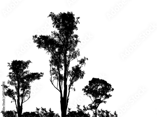 Australian gum trees silhouette on white background