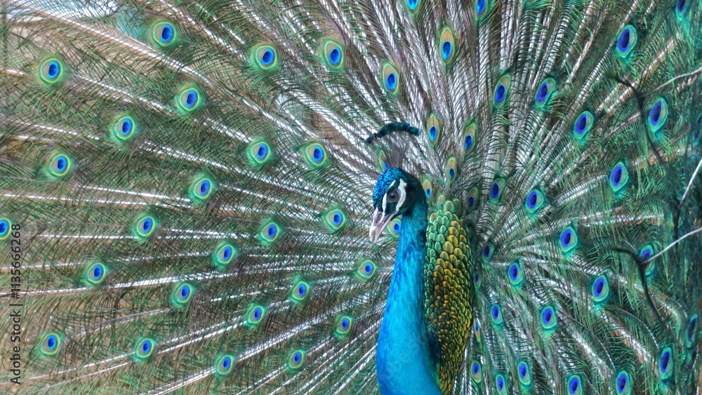Obraz premium Male peacock with its vibrant blue, green, and iridescent tail feathers fully displayed in a magnificent fan. The peacock stands proudly, showcasing its stunning plumage.