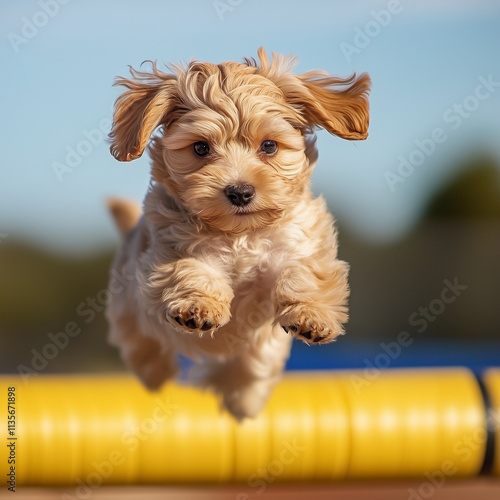 yorkshire terrier puppy