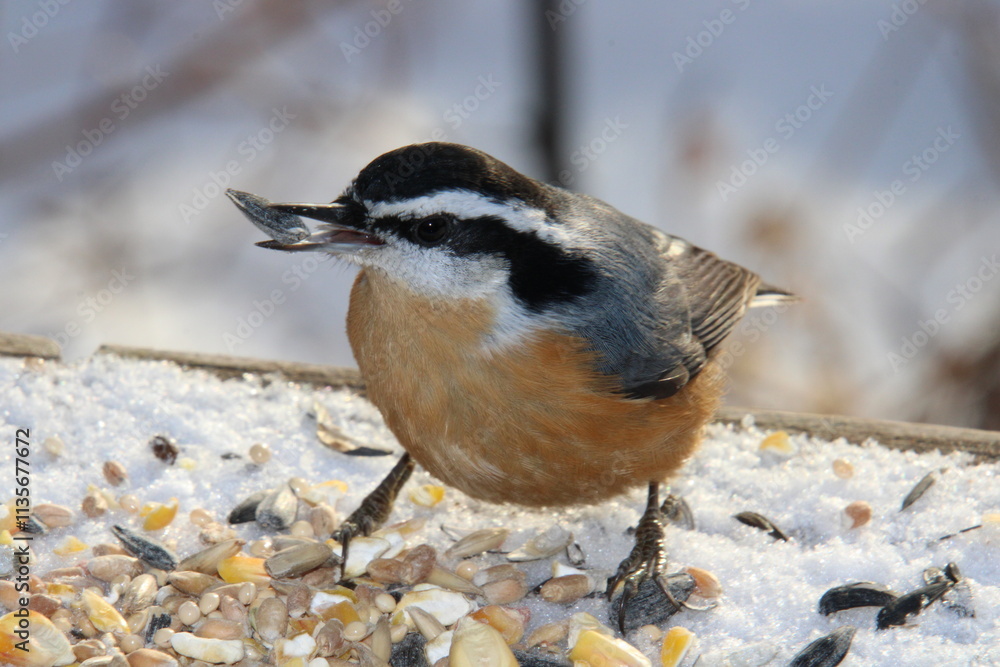 Red Breasted Nuthatch Eating, Whitemud Park, Edmonton, Alberta Red Breasted Nuthatch Eating, Whitemud Park, Edmonton, Alberta