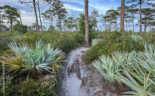 Tablou pe pânză Camp Murphy MBT (Mountain Bike Trail) at Jonathan Dickinson State Park, Florida