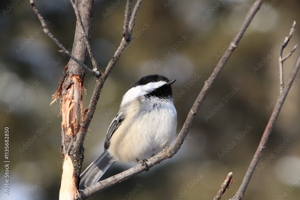 Majestic Chickadee, Whitemud Park, Edmonton, Alberta