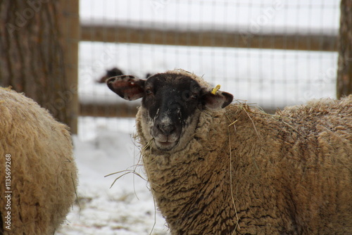 sheep in a farm, Fort Edmonton Park, Edmonton, Alberta photo