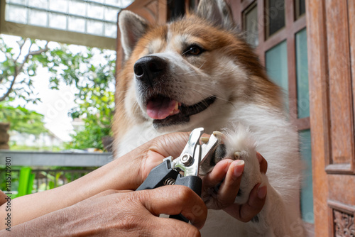 Close up hand of veterinarian trims a Thai Bangkaew dog's nails using clippers outdoors, ensuring proper grooming and pet care. Professional Groomer Trimming Dog’s Claws Outdoors