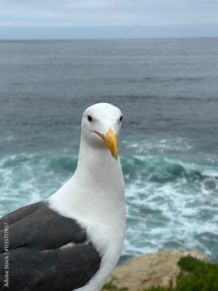 A close-up portrait of a curious seagull perched on a cliff overlooking the ocean. A close-up portrait of a curious seagull perched on a cliff overlooking the ocean.