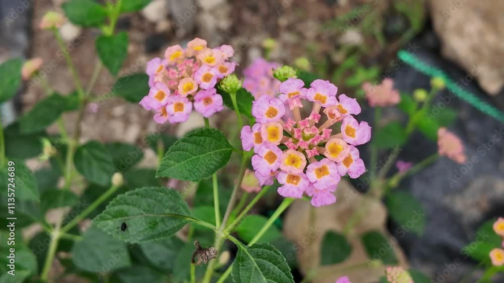 Lantana Blooms: A delicate cluster of vibrant pink and yellow lantana blossoms, showcasing the intricate beauty of nature's artistry. Lantana Blooms: A delicate cluster of vibrant pink and yellow lantana blossoms, showcasing the intricate beauty of nature's artistry.